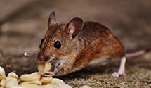24 Hour & Emergency Exterminators in Troy, NY